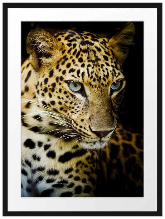 Leopard mit blauen Augen Passepartout 80x60