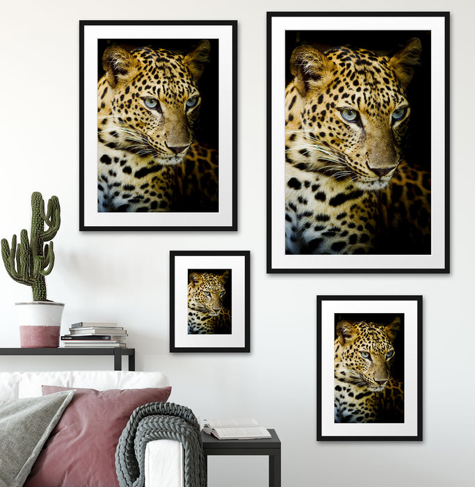 Leopard mit blauen Augen Passepartout Dekovorschlag