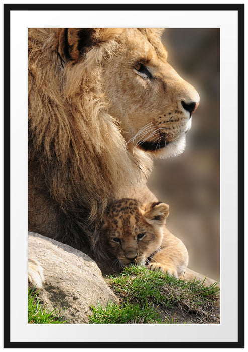 Pixxprint Löwe mit Löwenbaby, im Galerie-Passepartout Bilderrahmen