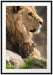 Löwe mit Löwenbaby Passepartout 100x70