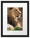Löwe mit Löwenbaby Passepartout 38x30