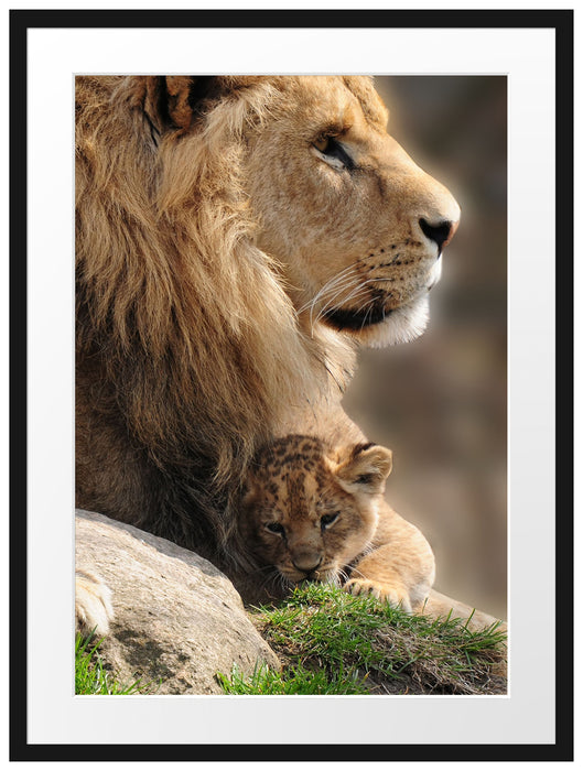Löwe mit Löwenbaby Passepartout 80x60