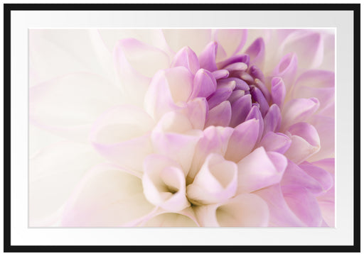 Traumhafte lila weiße Blüte Passepartout 100x70