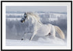 Weißes Pferd auf Schneewiese Passepartout 100x70
