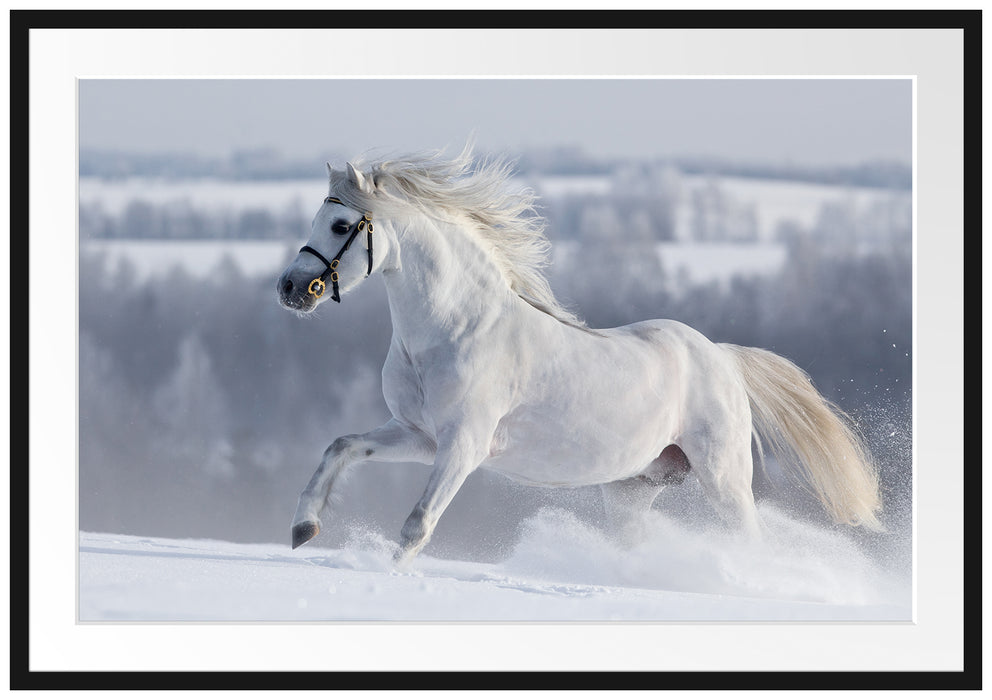 Weißes Pferd auf Schneewiese Passepartout 100x70
