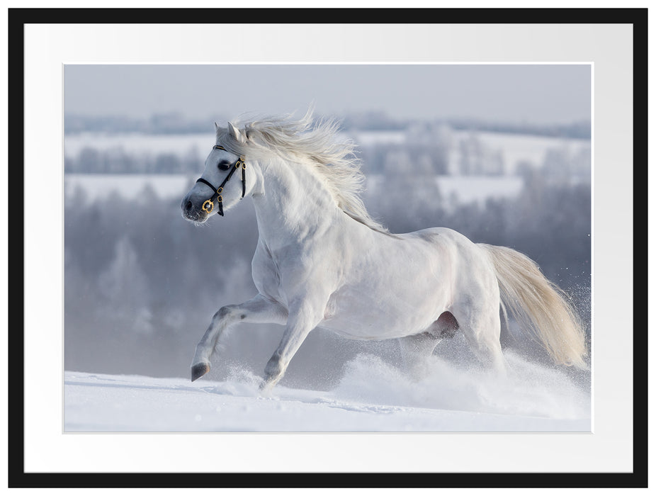 Weißes Pferd auf Schneewiese Passepartout 80x60