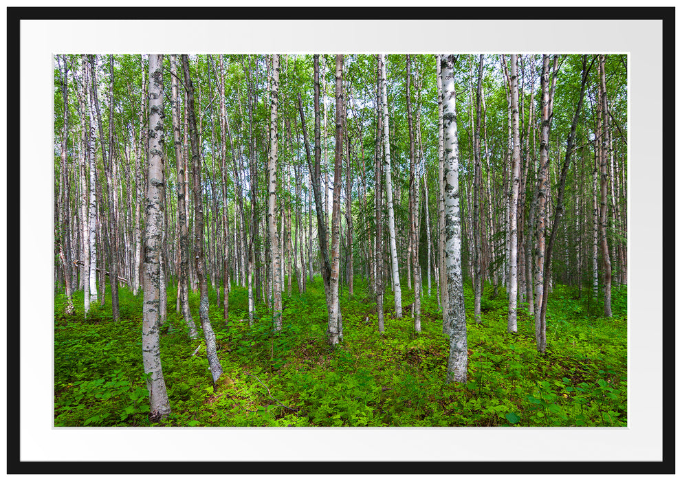 Pixxprint Birkenwald, im Galerie-Passepartout Bilderrahmen