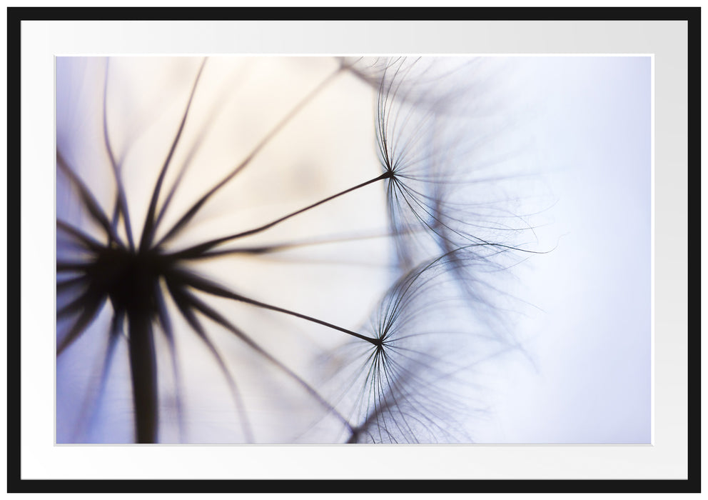 Pixxprint Weiße Pusteblumen, im Galerie-Passepartout Bilderrahmen