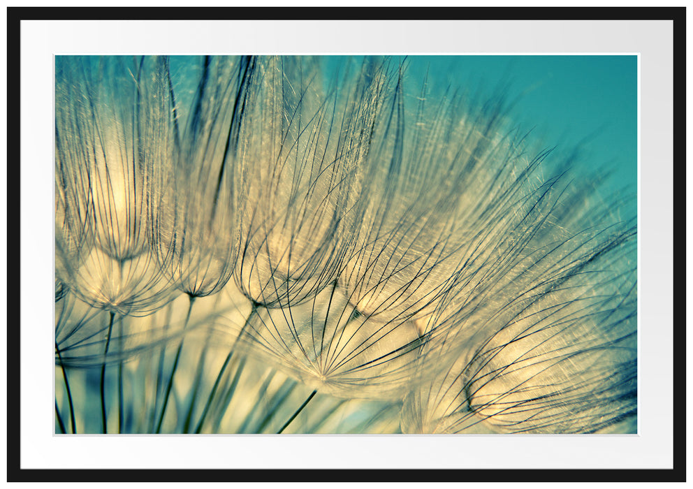 Pixxprint Pusteblumen, im Galerie-Passepartout Bilderrahmen