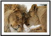 Kuschelnde Löwen Passepartout 100x70
