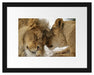 Kuschelnde Löwen Passepartout 38x30