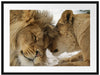 Kuschelnde Löwen Passepartout 80x60