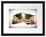 Katzen Herzform Passepartout 38x30