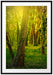 Bäume und Efeu Passepartout 100x70