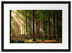 Bäume im Licht Passepartout 55x40