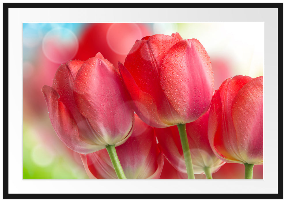 Pixxprint Rote Tulpen, im Galerie-Passepartout Bilderrahmen