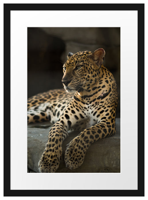 Majestäischer Leopard Passepartout 55x40