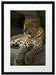Majestäischer Leopard Passepartout 55x40