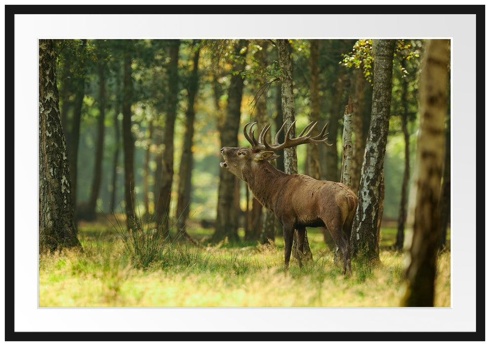 Pixxprint Hirsch im Wald, im Galerie-Passepartout Bilderrahmen