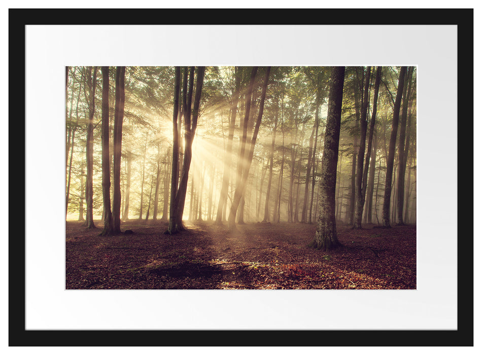 Waldlichtung im Sonnenschein Passepartout 55x40