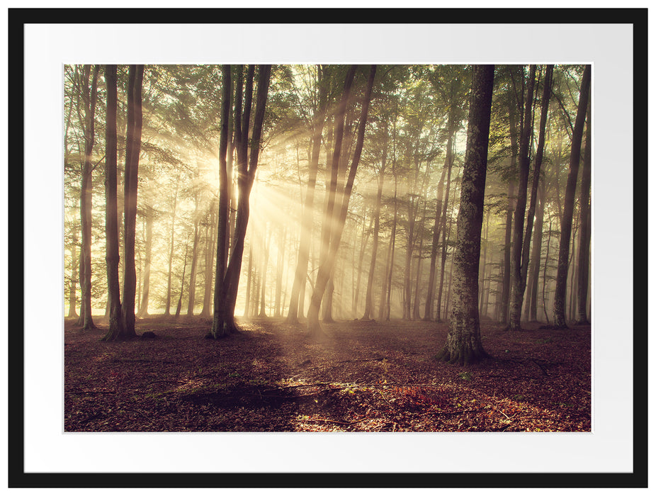 Waldlichtung im Sonnenschein Passepartout 80x60