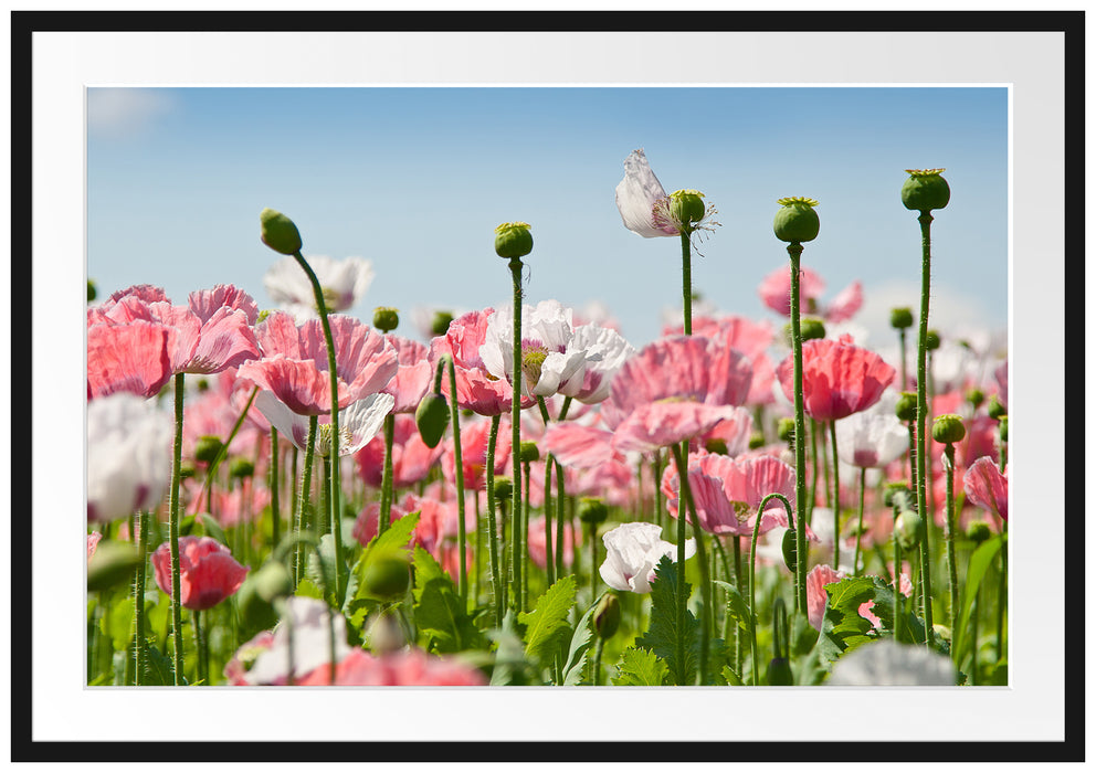 Pixxprint Blumenwiese Mohnblumen, im Galerie-Passepartout Bilderrahmen