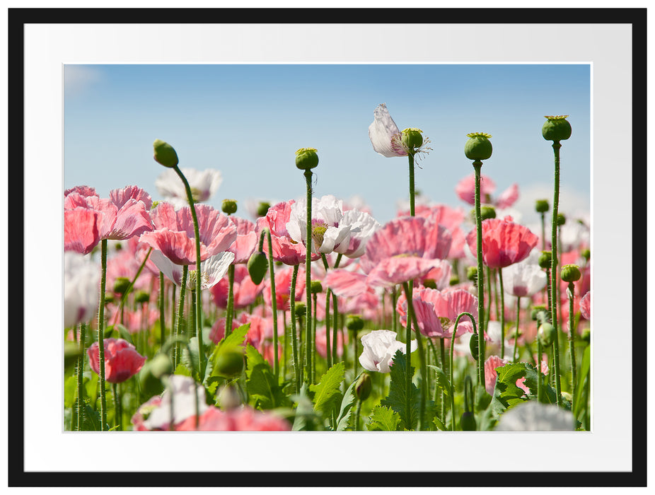 Blumenwiese Mohnblumen Passepartout 80x60