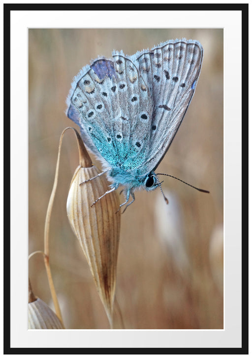 Schmetterling auf Blume Natur Tier Passepartout 100x70