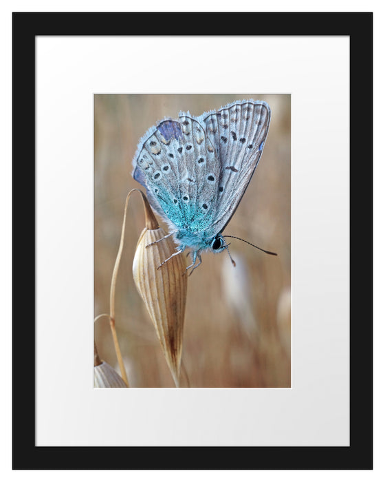 Schmetterling auf Blume Natur Tier Passepartout 38x30