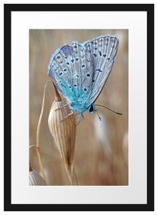Schmetterling auf Blume Natur Tier Passepartout 55x40