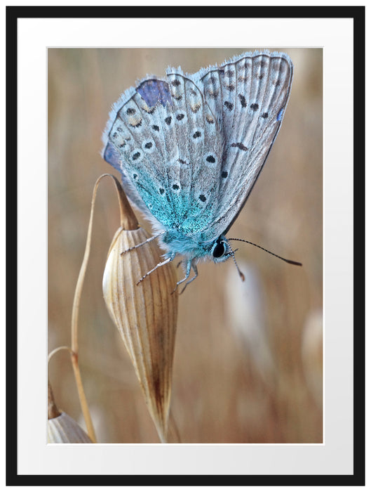 Schmetterling auf Blume Natur Tier Passepartout 80x60