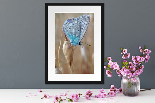 Schmetterling auf Blume Natur Tier Passepartout Wohnzimmer