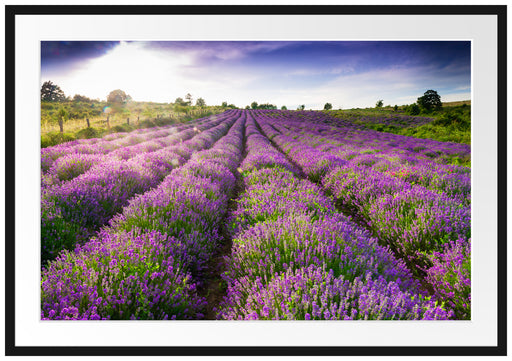 Lavendelfeld Provence Passepartout 100x70