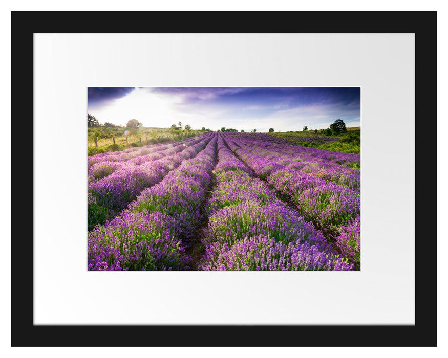 Lavendelfeld Provence Passepartout 38x30