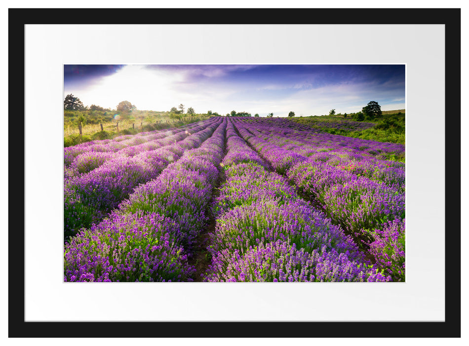 Lavendelfeld Provence Passepartout 55x40
