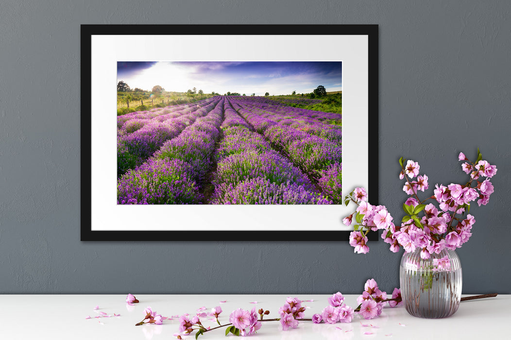Lavendelfeld Provence Passepartout Wohnzimmer