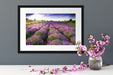 Lavendelfeld Provence Passepartout Wohnzimmer
