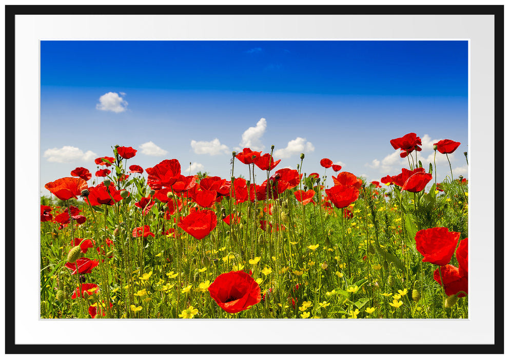 Pixxprint Mohnwiese, im Galerie-Passepartout Bilderrahmen