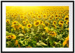 Riesiges Sonnenblumenfeld Passepartout 100x70