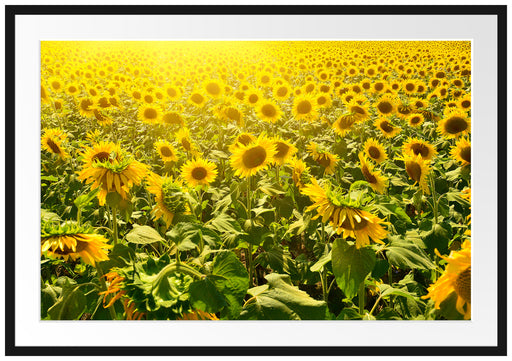 Riesiges Sonnenblumenfeld Passepartout 100x70