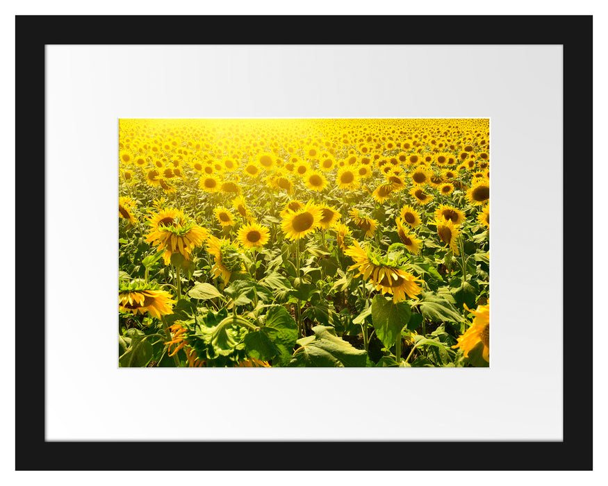 Riesiges Sonnenblumenfeld Passepartout 38x30