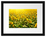 Riesiges Sonnenblumenfeld Passepartout 38x30