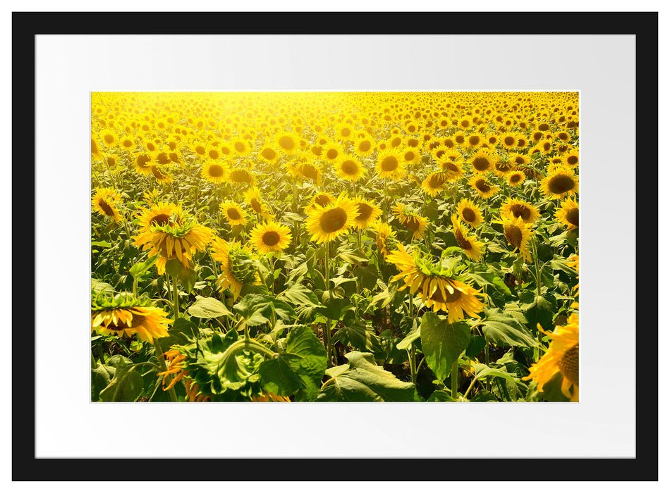Riesiges Sonnenblumenfeld Passepartout 55x40