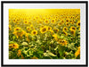 Riesiges Sonnenblumenfeld Passepartout 80x60