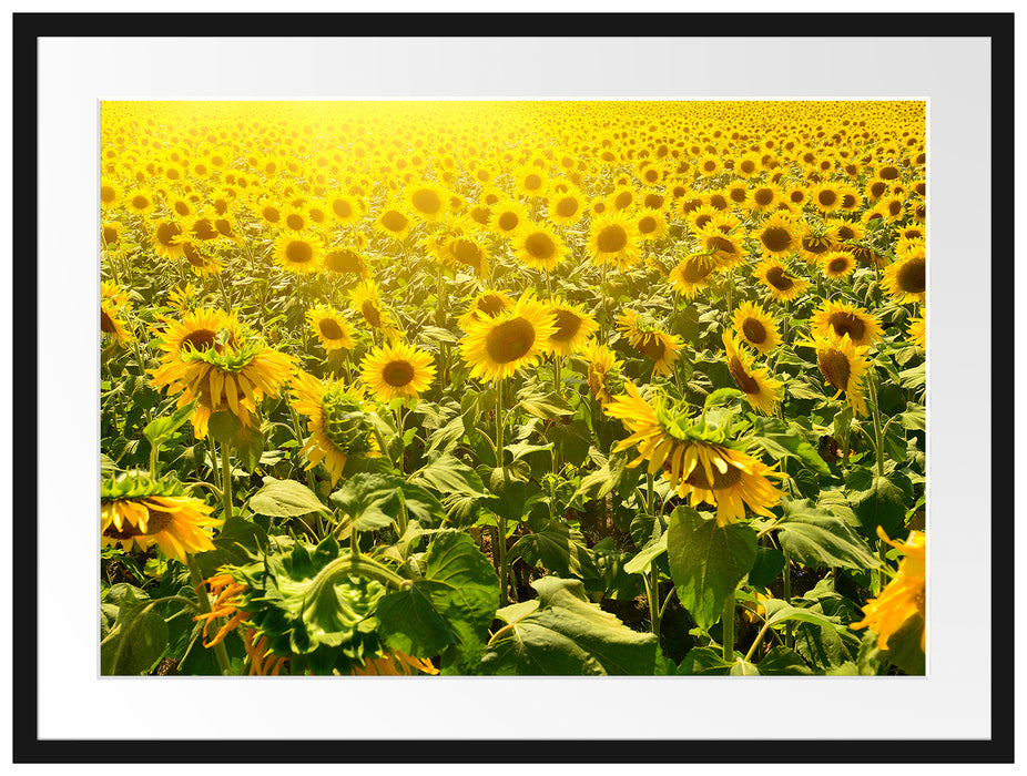 Riesiges Sonnenblumenfeld Passepartout 80x60