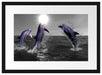 Fröhliche Delfine springen im Meer Passepartout 55x40