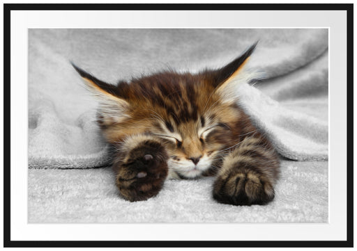 schlafende Katze mit großen Ohren Passepartout 100x70