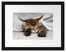 schlafende Katze mit großen Ohren Passepartout 38x30