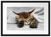 schlafende Katze mit großen Ohren Passepartout 55x40