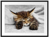 schlafende Katze mit großen Ohren Passepartout 80x60